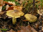 Tricholoma equestre