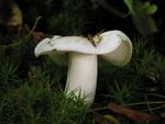 Tricholoma lascivum