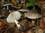 Tricholoma orirubens