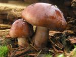 Tricholoma pseudonictitans