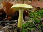 Tricholoma sulfureum