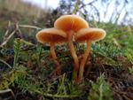 Tubaria furfuracea