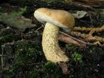 Tylopilus felleus