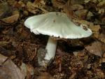 Volvariella volvacea