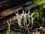 Xylaria