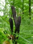 Xylaria polymorpha