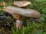 Lactarius deliciosus