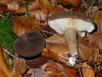 Lactarius romagnesii