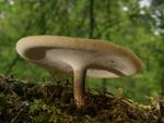 Polyporus ciliatus