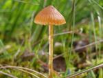 Galerina paludosa