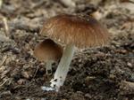 Pluteus podospileus