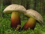 Boletus calopus