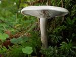 Clitocybe inornata