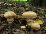 Cortinarius pseudovulpinus