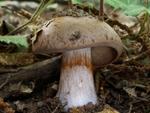 Cortinarius variecolor