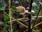 Crepidotus variabilis