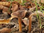 Inocybe glabrodisca