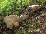 Leucopaxillus giganteus