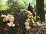 Lycoperdon pyriforme