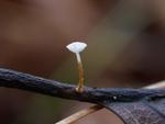 Marasmius setosus