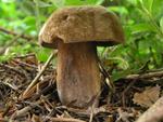 Porphyrellus