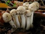 Psathyrella cotonea