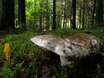 Russula nigricans