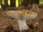 Russula ochroleuca