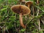 Tricholoma fulvum