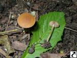 Agrocybe arvalis