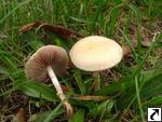 Agrocybe dura