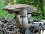 Agrocybe erebia