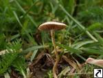 Agrocybe pediades