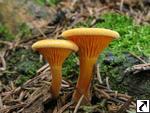 Hygrophoropsis aurantiaca