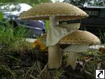 Agaricus augustus