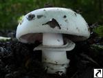 Agaricus bitorquis