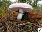 Agaricus campestris