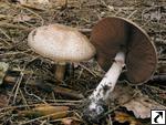 Agaricus langei