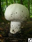 Agaricus macrosporus