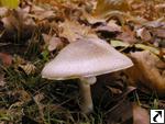 Agaricus phaeolepidotus