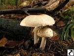 Agaricus silvaticus