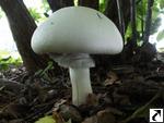 Agaricus xanthoderma