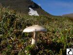 Amanita arctica