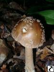 Amanita beckeri