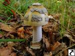 Amanita ceciliae