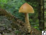 Amanita crocea