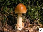 Amanita fulva