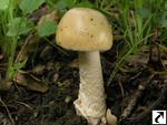 Amanita lividopallescens