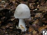 Amanita mairei