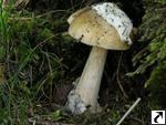 Amanita submembranacea